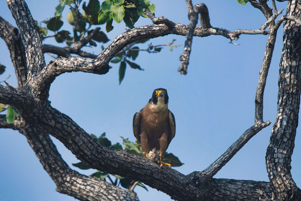 Shaheen Falcon eating prey (7)