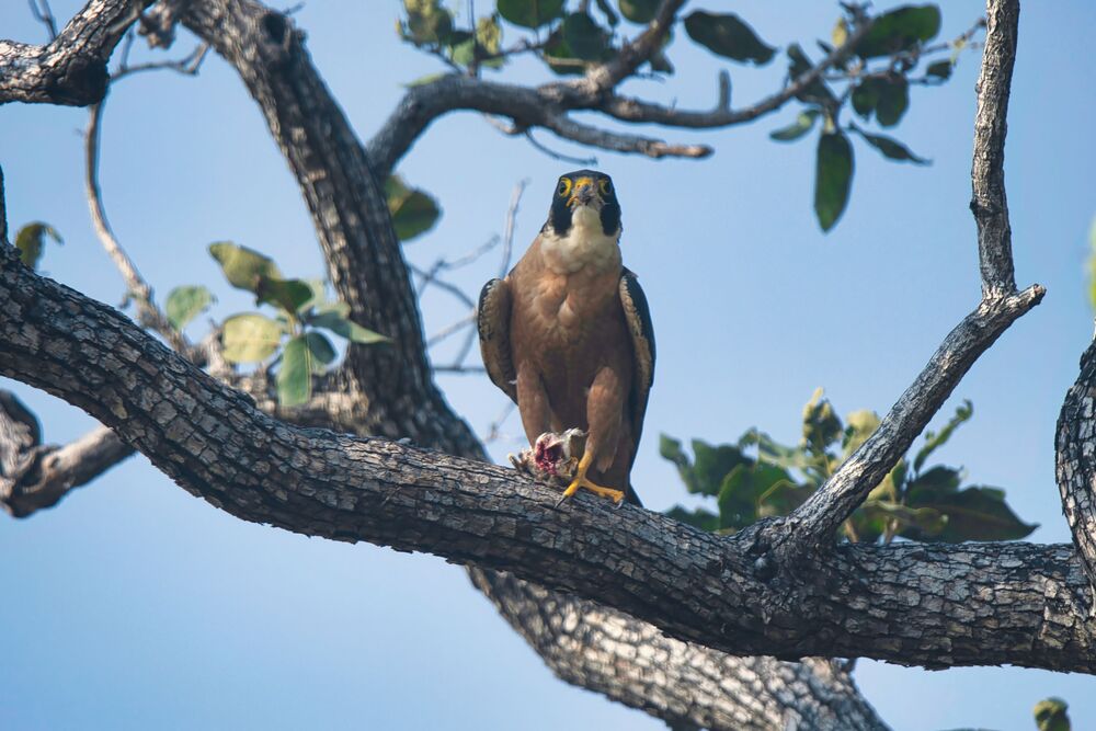 Shaheen Falcon eating prey (8)
