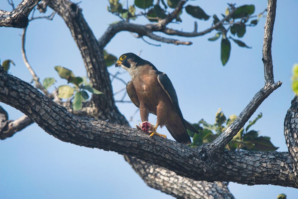 Shaheen Falcon eating prey (9)