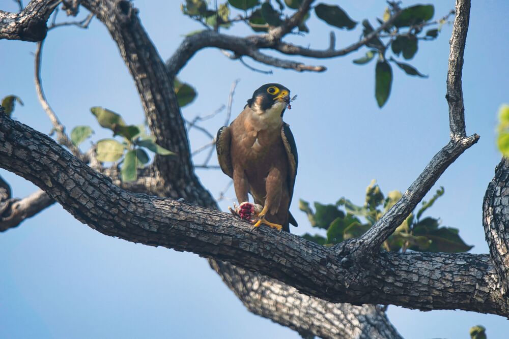 Shaheen Falcon eating prey (10)