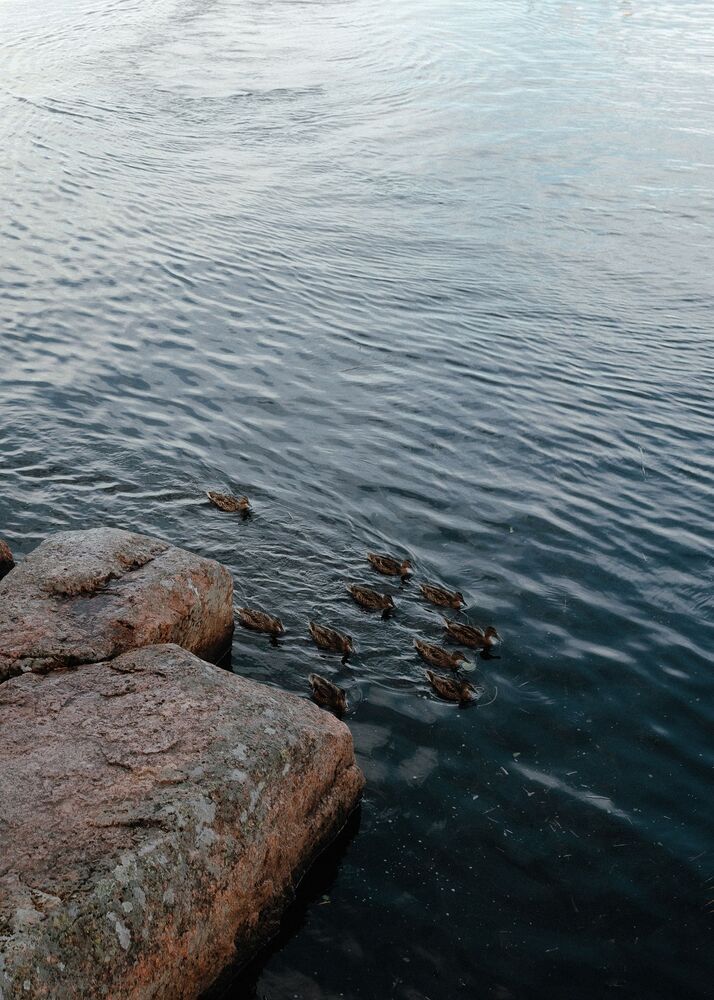 Photo #10434746 (6)