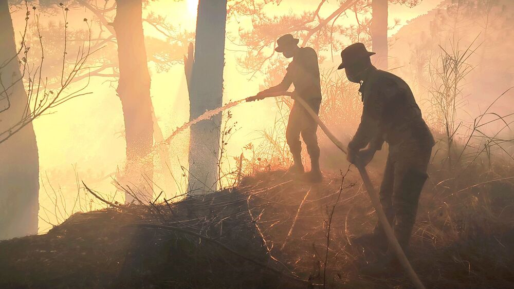 Forest Fire (2)