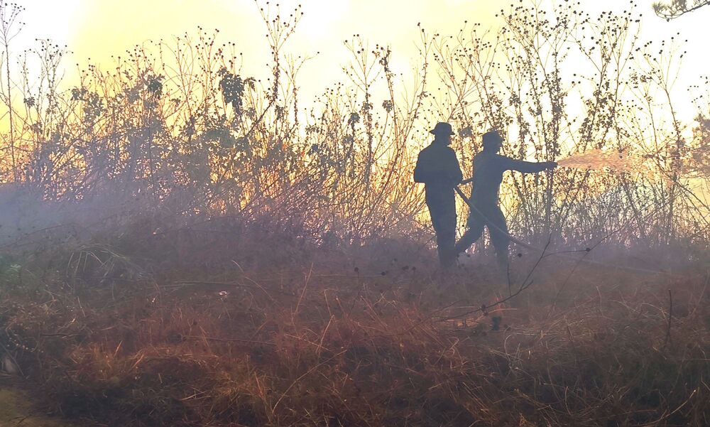 Forest Fire (3)