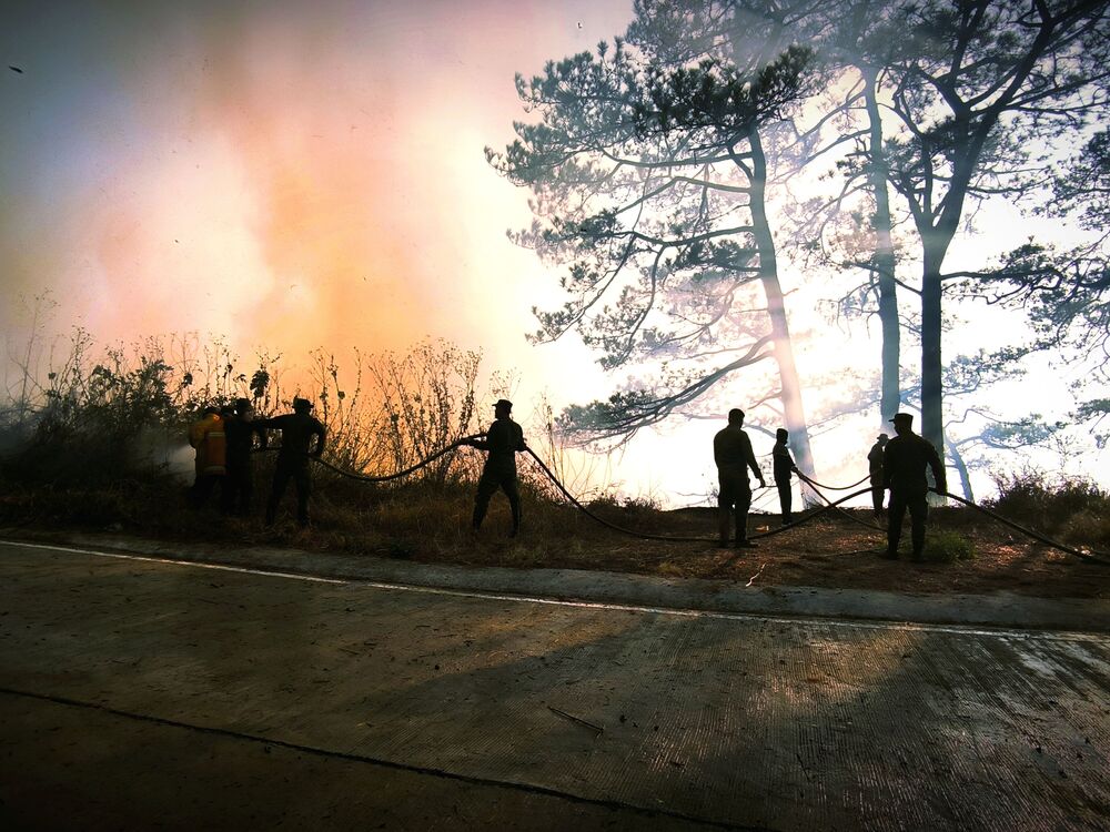 Forest Fire (4)