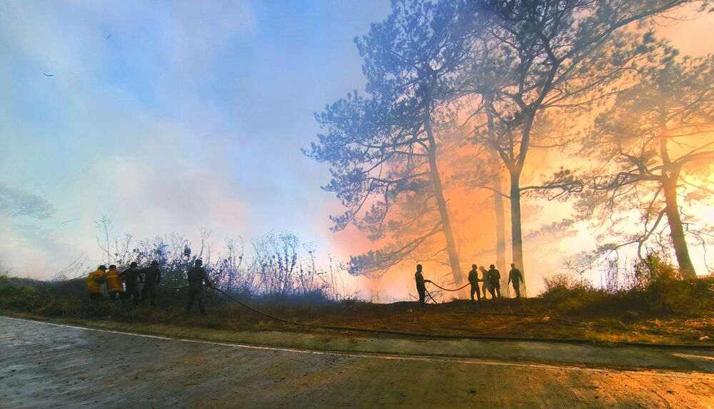 Forest Fire (5)