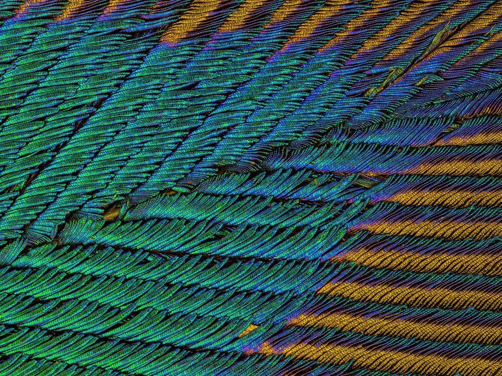 Microscopic detailing on peacock feathers (2)