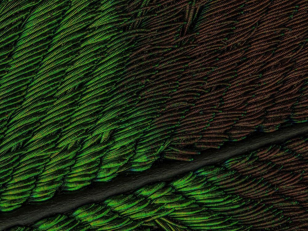 Microscopic detailing on peacock feathers (3)