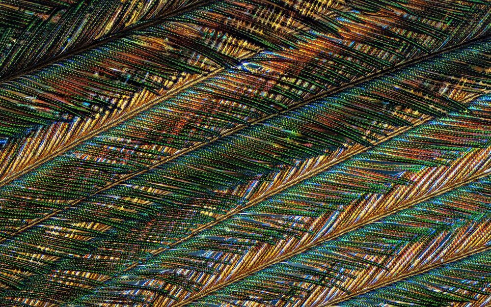 Microscopic detailing on peacock feathers (4)