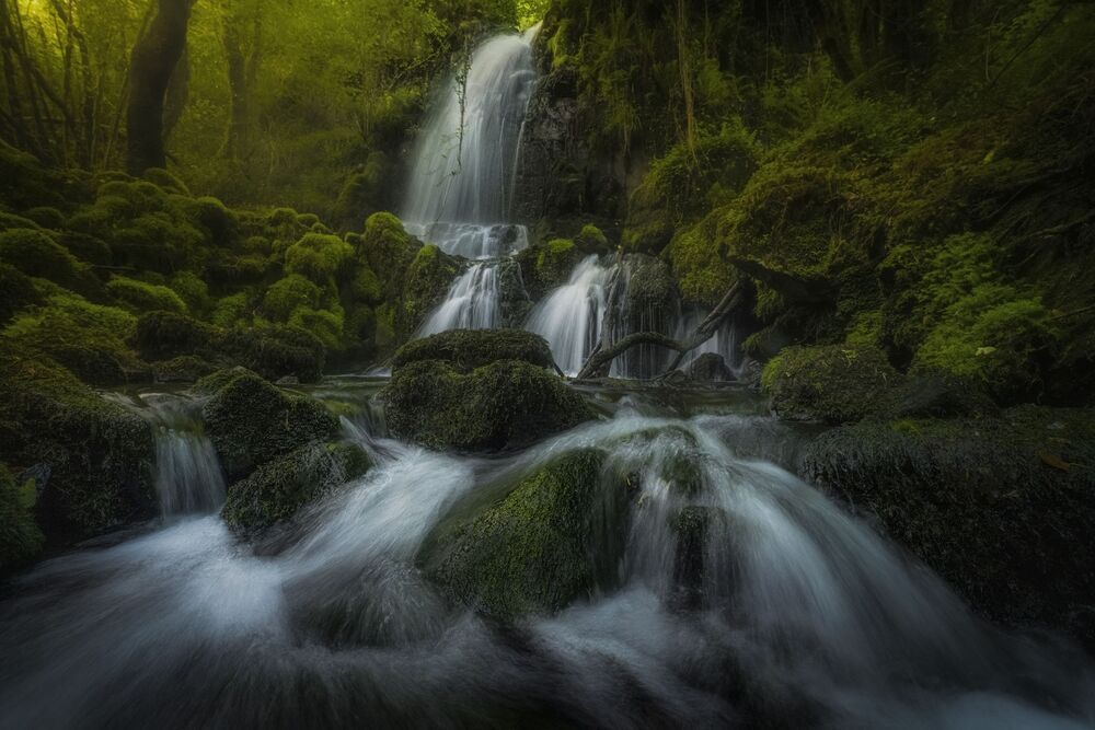 Magical Forests (2)