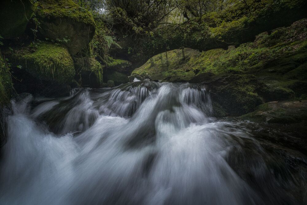 Magical Forests (3)
