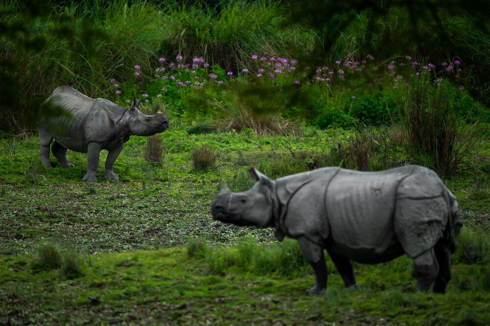 Rhino Haven (3)
