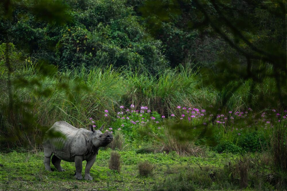 Rhino Haven (2)
