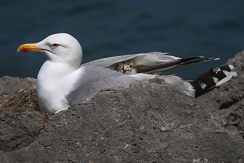 Photo #10453512 (4)