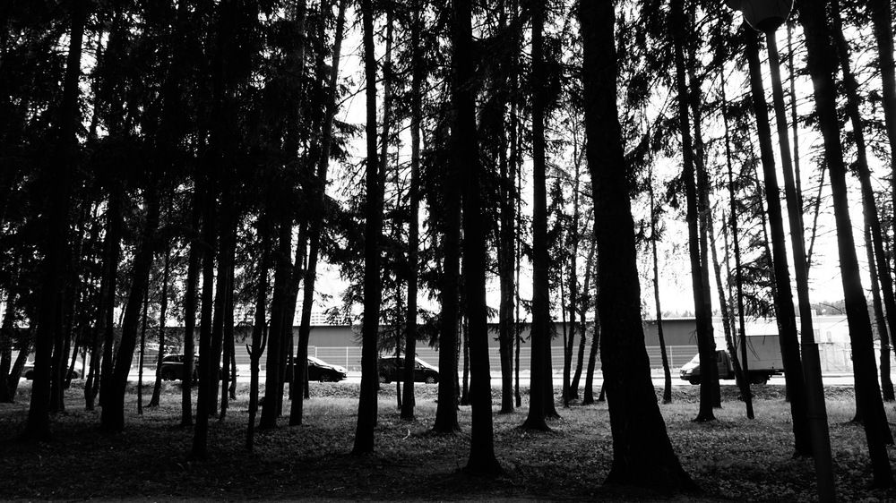 Photo #10620704 (3)