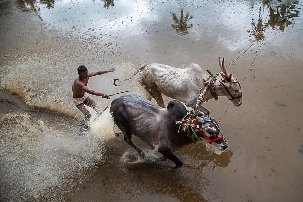 Man, Mud And Animal: Bull Race Festival In Kerala (2)