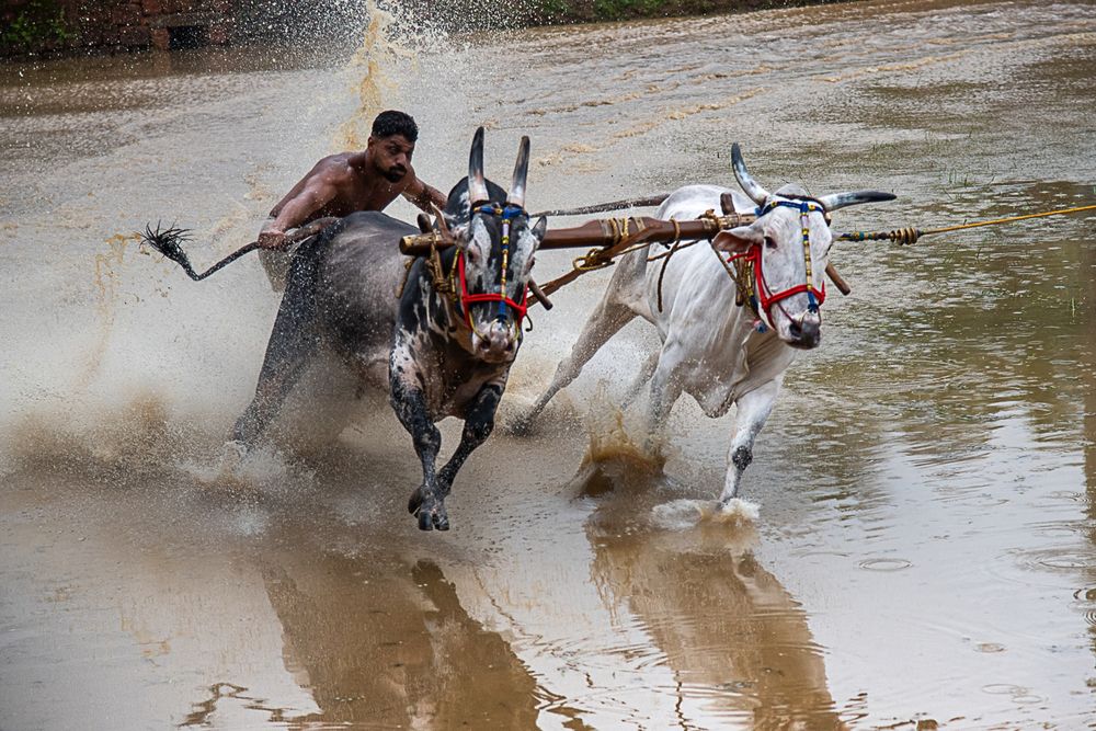 Man, Mud And Animal: Bull Race Festival In Kerala (3)