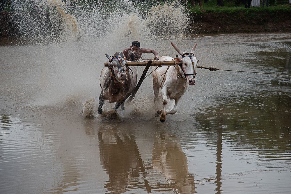 Man, Mud And Animal: Bull Race Festival In Kerala (4)