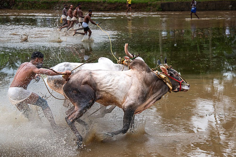 Man, Mud And Animal: Bull Race Festival In Kerala (5)