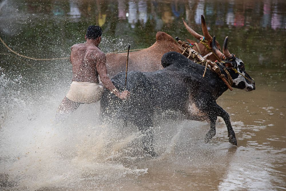 Man, Mud And Animal: Bull Race Festival In Kerala (6)