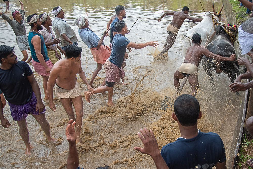 Man, Mud And Animal: Bull Race Festival In Kerala (7)