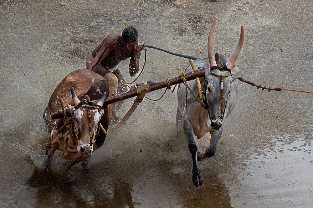 Man, Mud And Animal: Bull Race Festival In Kerala (8)