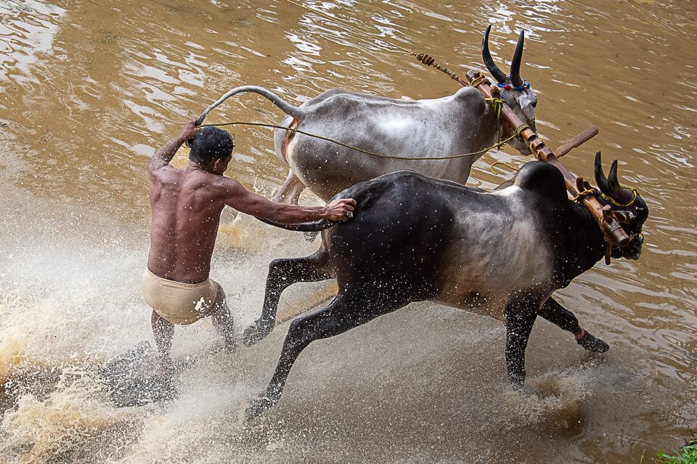 Man, Mud And Animal: Bull Race Festival In Kerala (9)
