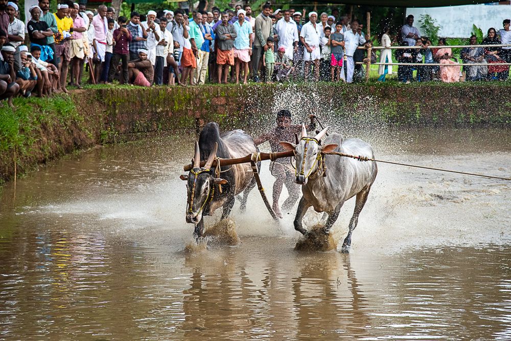 Man, Mud And Animal: Bull Race Festival In Kerala (10)