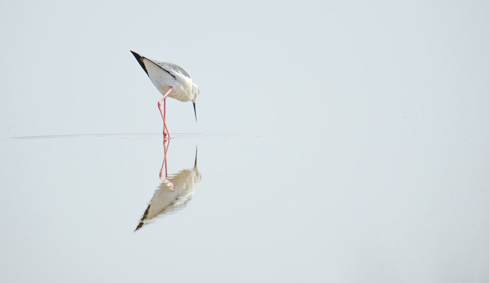 Pajarito en estero. Salinas del Puerto de Santa María, Cádiz. (2)