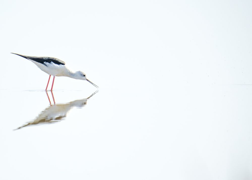 Pajarito en estero. Salinas del Puerto de Santa María, Cádiz. (3)