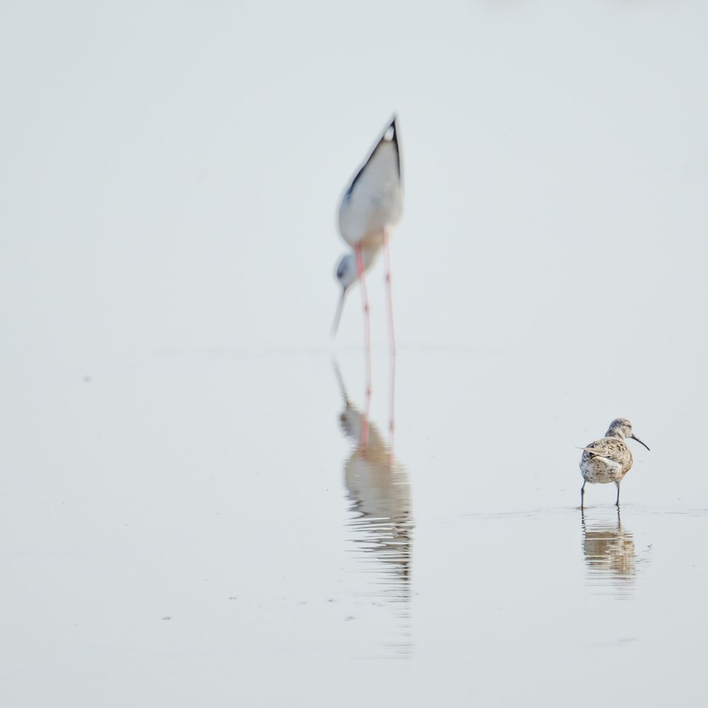 Pajarito en estero. Salinas del Puerto de Santa María, Cádiz. (4)
