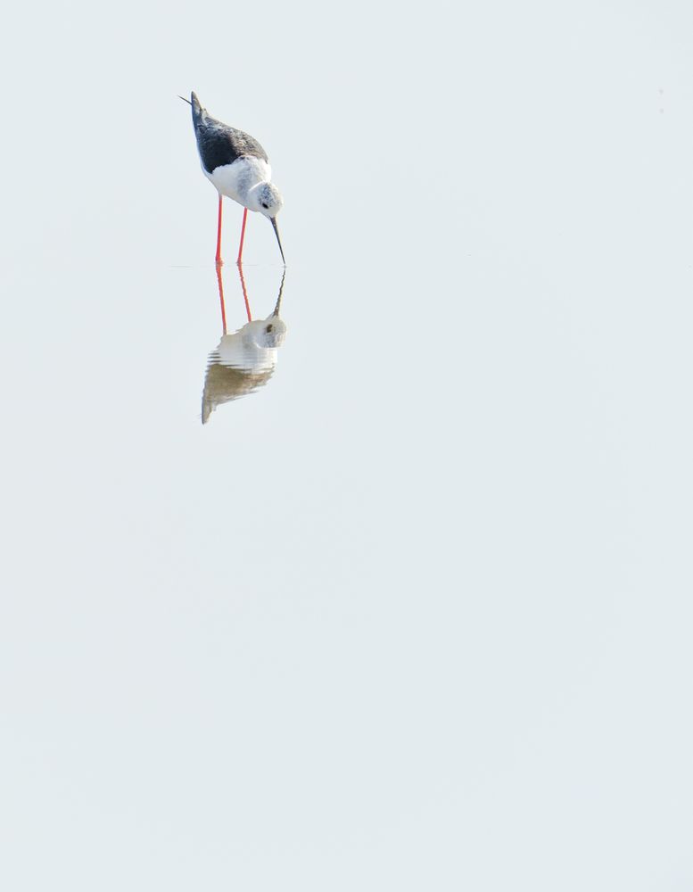 Pajarito en estero. Salinas del Puerto de Santa María, Cádiz. (5)