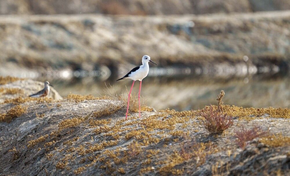 Pajarito en estero. Salinas del Puerto de Santa María, Cádiz. (6)