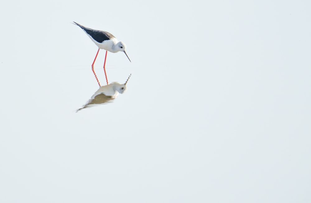 Pajarito en estero. Salinas del Puerto de Santa María, Cádiz. (7)