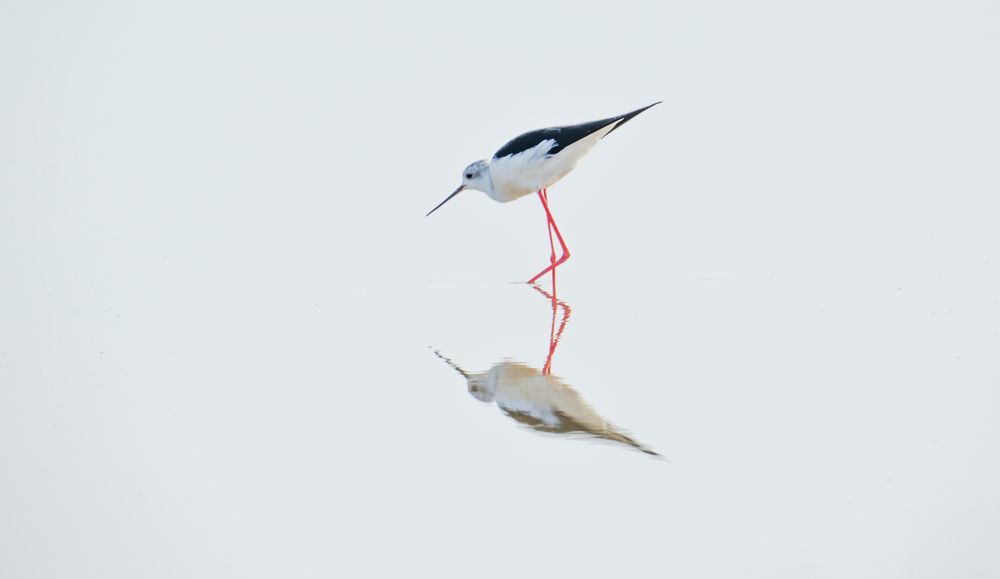 Pajarito en estero. Salinas del Puerto de Santa María, Cádiz. (8)