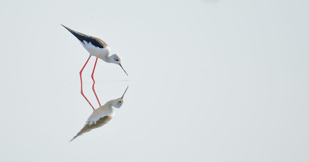 Pajarito en estero. Salinas del Puerto de Santa María, Cádiz. (9)