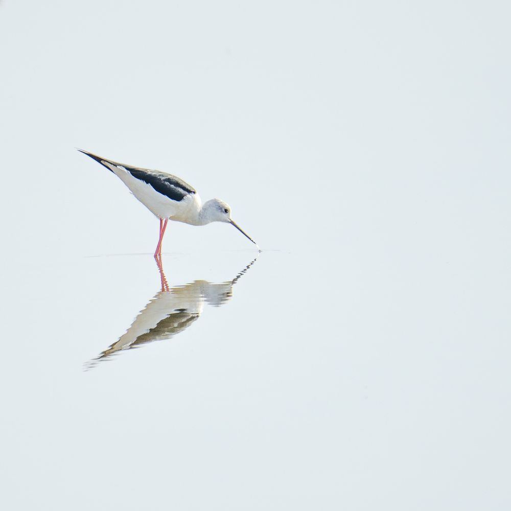 Pajarito en estero. Salinas del Puerto de Santa María, Cádiz. (10)