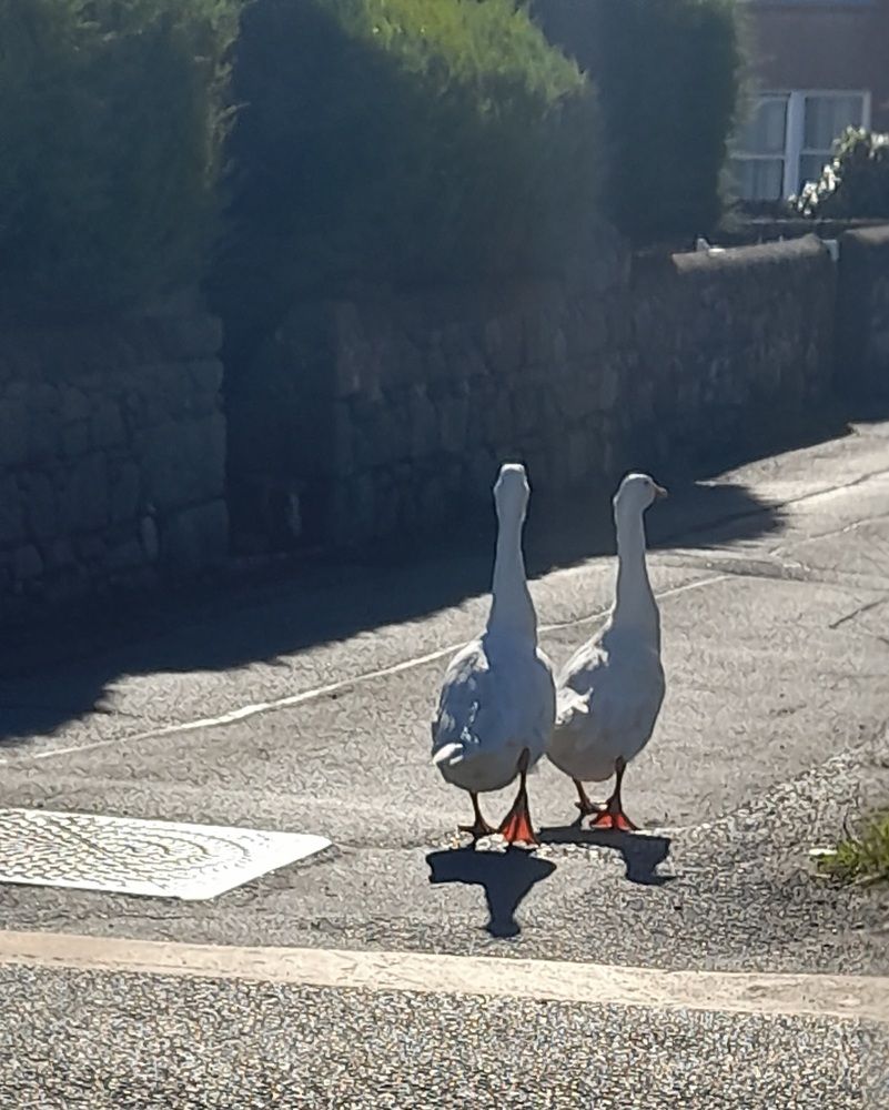 Walking on the street (2)