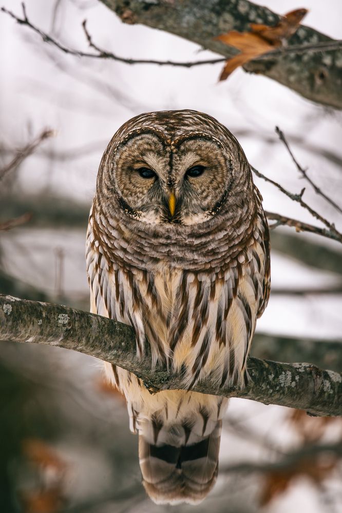 Winter Wildlife (2)