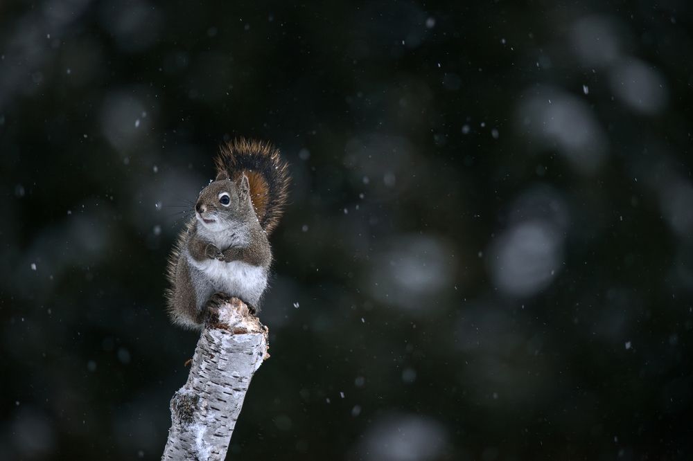 Winter Wildlife (3)