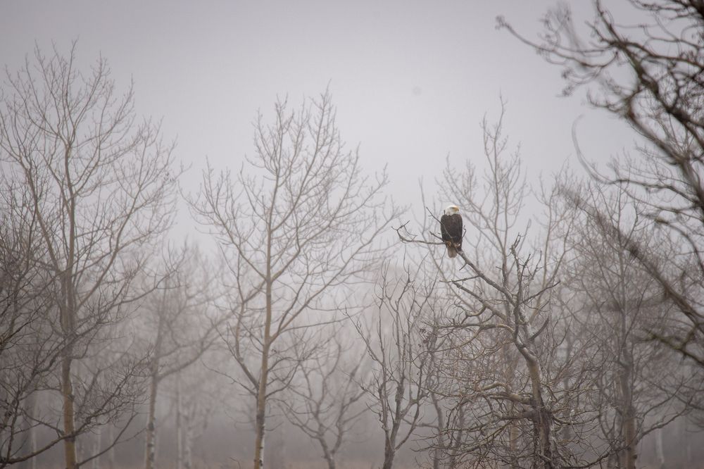 Winter Wildlife (4)