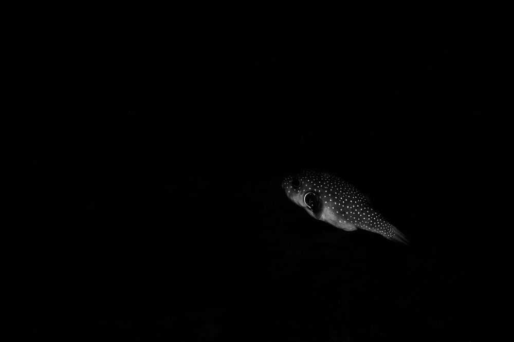 Out of the Shadows, Aliwal Shoal (2)