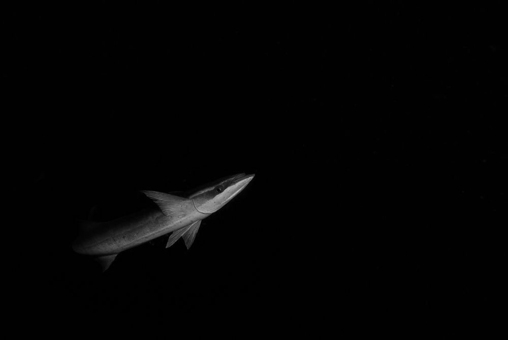 Out of the Shadows, Aliwal Shoal (3)