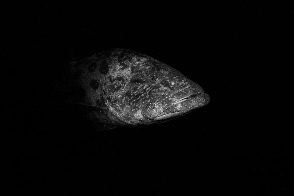 Out of the Shadows, Aliwal Shoal (4)