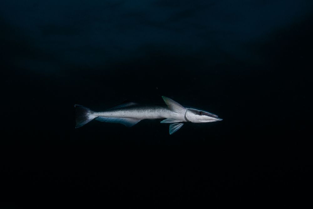 Out of the Shadows, Aliwal Shoal (5)