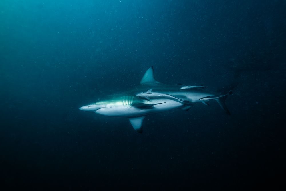 Out of the Shadows, Aliwal Shoal (6)