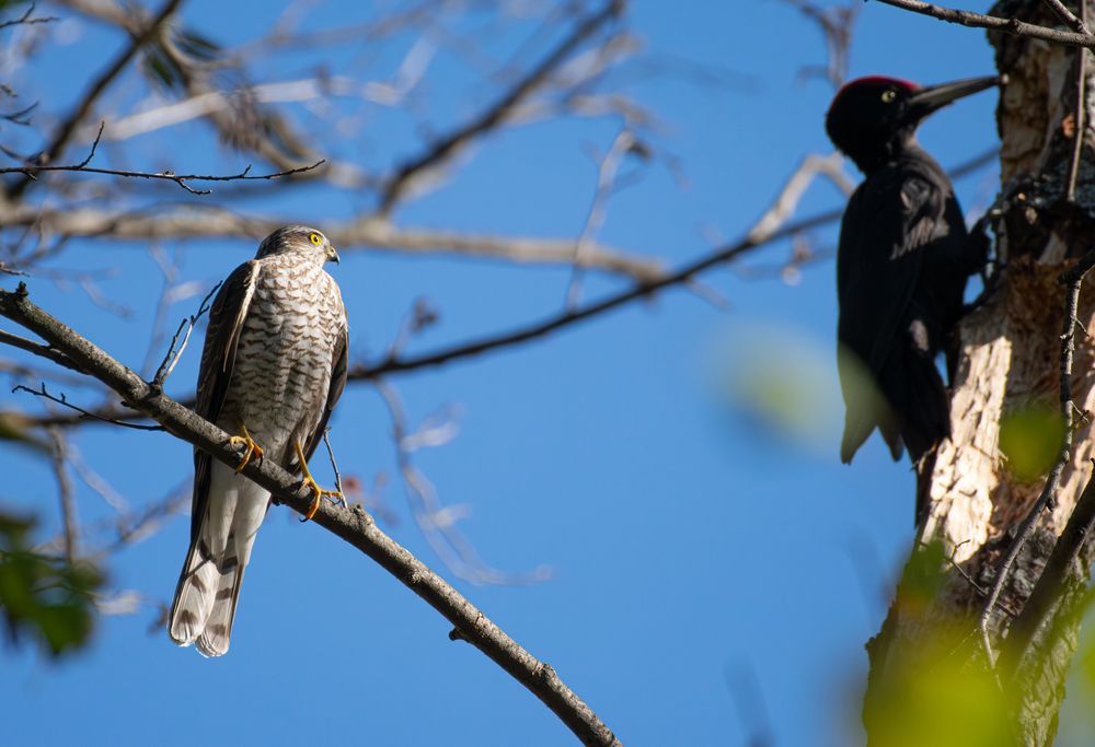 Photo #11075454 (2)