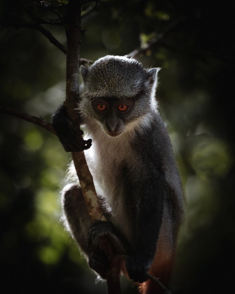 Eyes in the jungle (2)