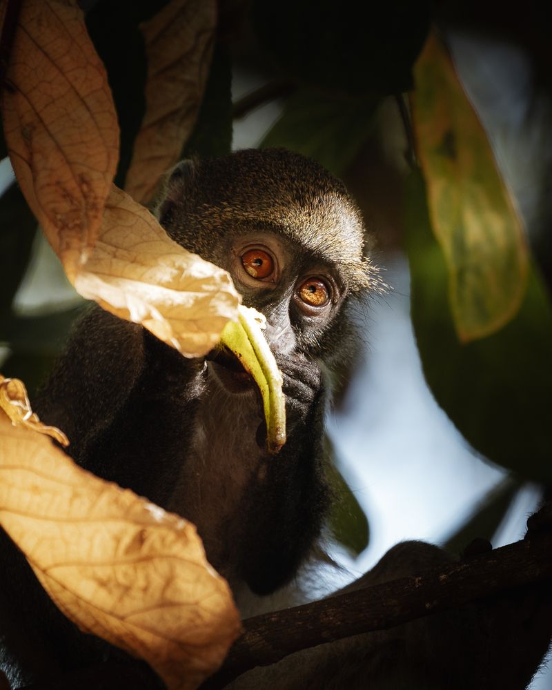 Eyes in the jungle (4)