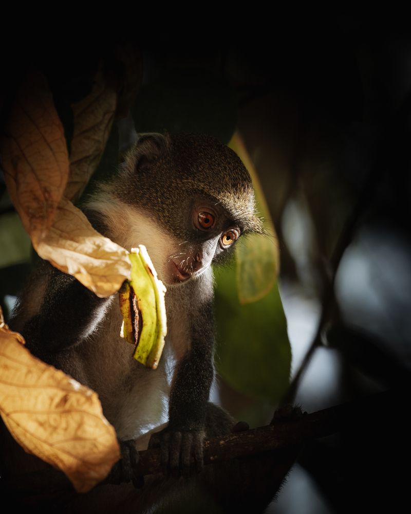 Eyes in the jungle (5)