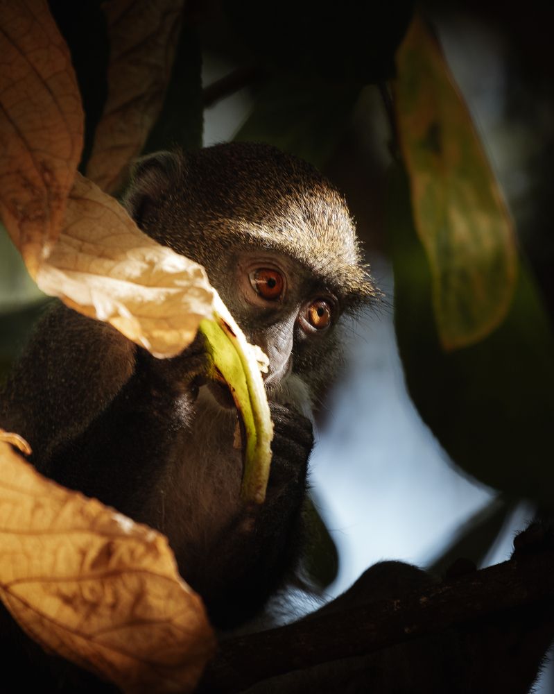 Eyes in the jungle (6)